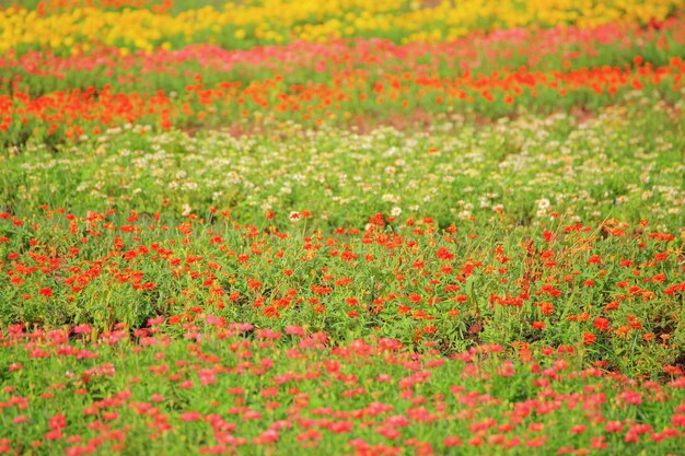 Photo close-up of red flowers on field