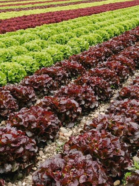 Photo close-up of red flowers growing in field