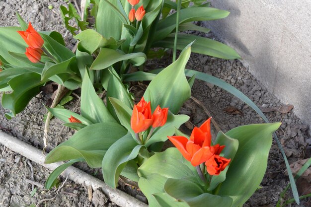 植物で成長する赤い花のクローズアップ