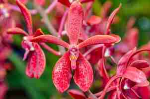 Photo close-up of red flowers is a beautiful nature of renanopsis lena rowold or rhynchostylis orchid on the branch of tree