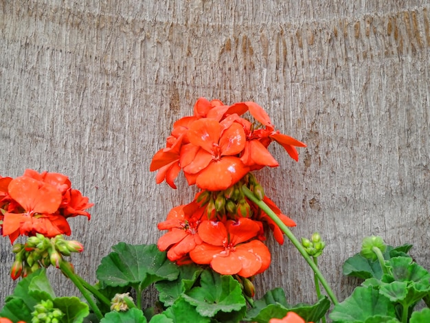 Foto close-up di fiori e foglie rosse