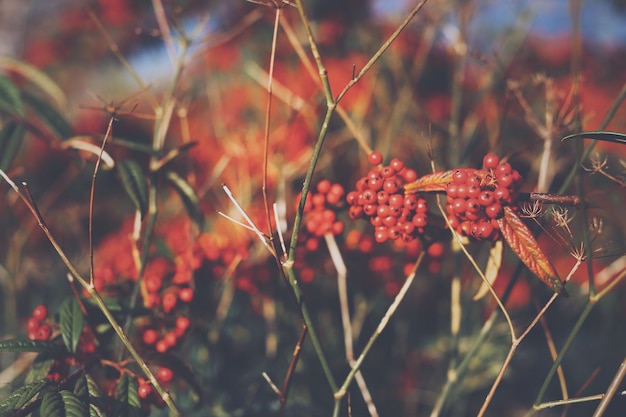 Close-up of red flowers on plant