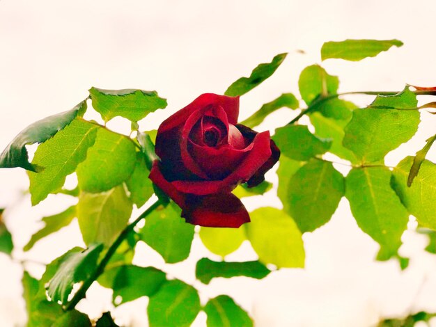 Close-up of red flowers on plant