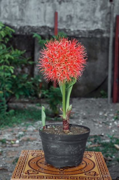 鍋の中の赤い花のクローズアップ