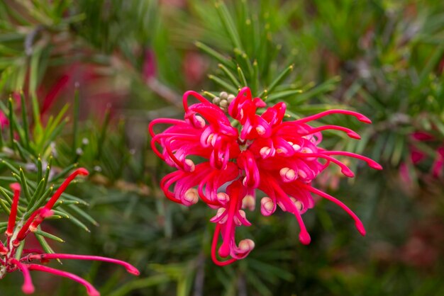 Close up red flowers and spiny leaves of Grevillea rosmarinifolia