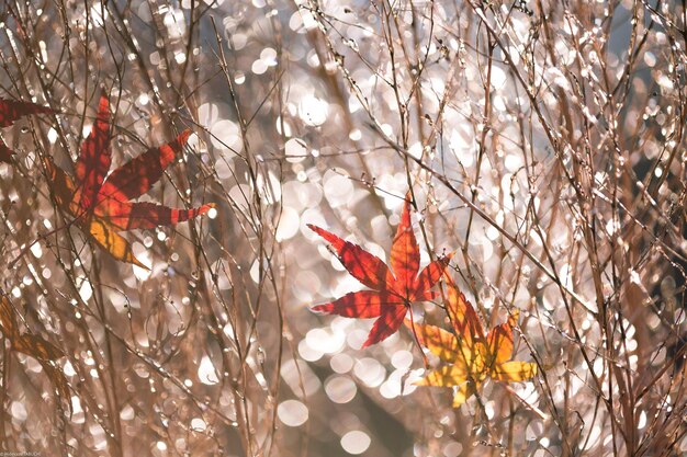 Close-up of red flowers on tree during autumn