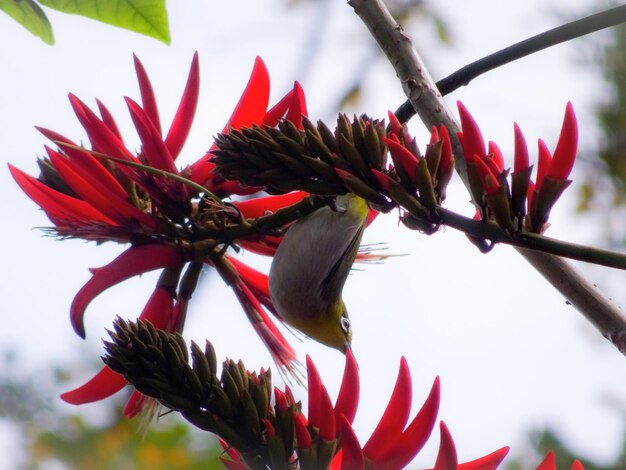 Close-up of red flowers on tree branch