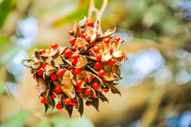 Photo close-up of red flowers on tree