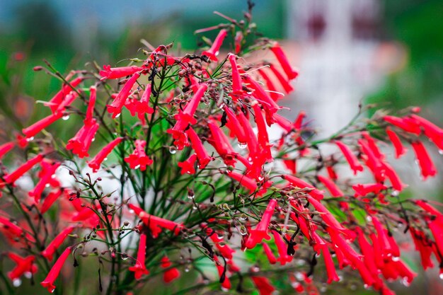 Close-up of red flowers on tree