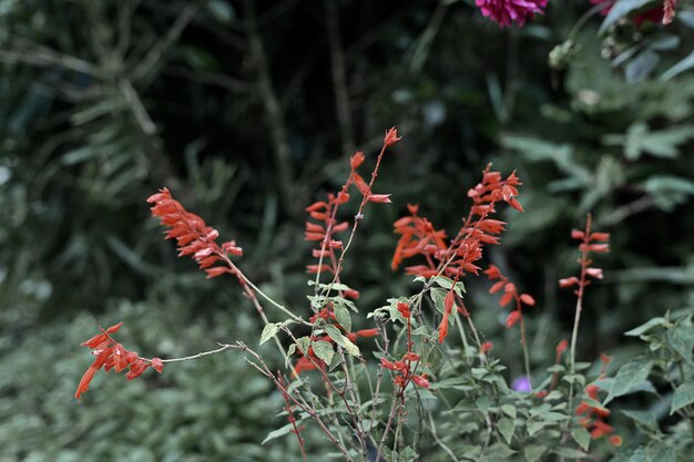 Foto close-up di fiori rossi sull'albero