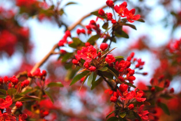 Foto close-up di fiori rossi sull'albero