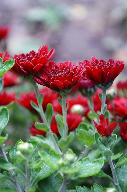 Photo a close up of red flowers with green leaves