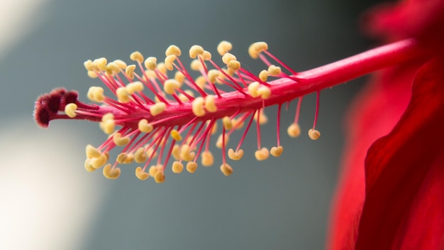 Foto prossimo piano di fiori rossi