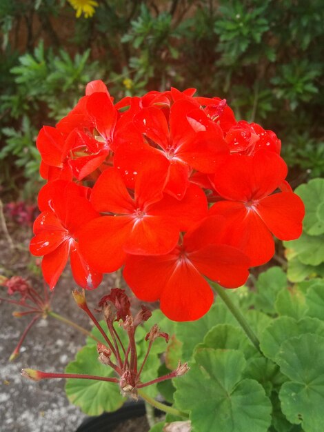 Close-up of red flowers