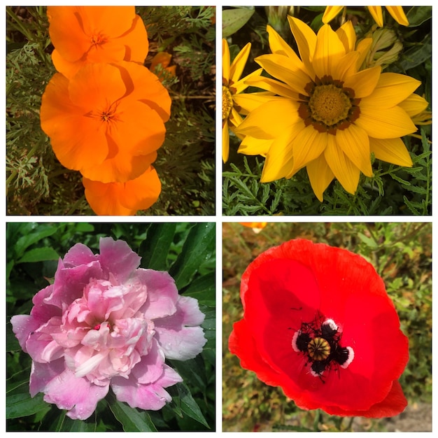 Foto prossimo piano di fiori rossi