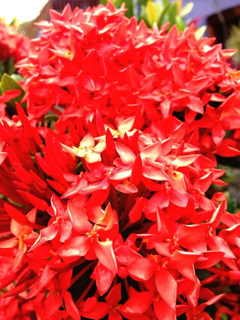 Close-up of red flowers