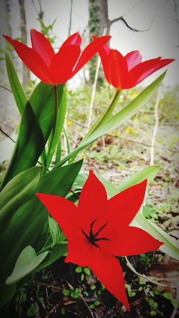 Close-up of red flowers