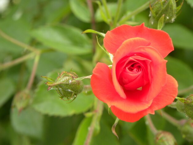 Close-up of red flowers