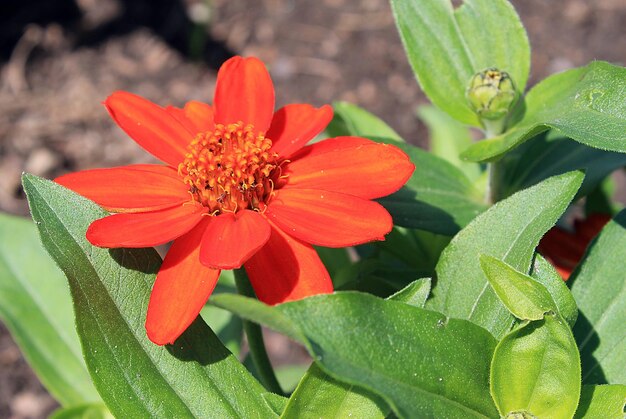 Photo close-up of red flowers