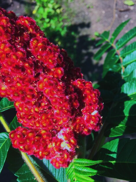 Close-up of red flowers