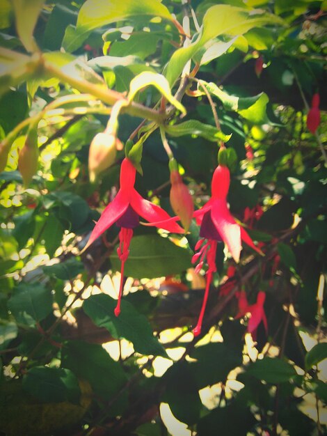 Close-up of red flowers