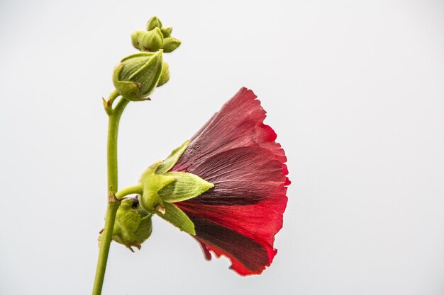 Foto close-up di fiori rossi