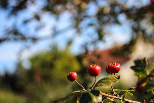 Foto prossimo piano di fiori rossi