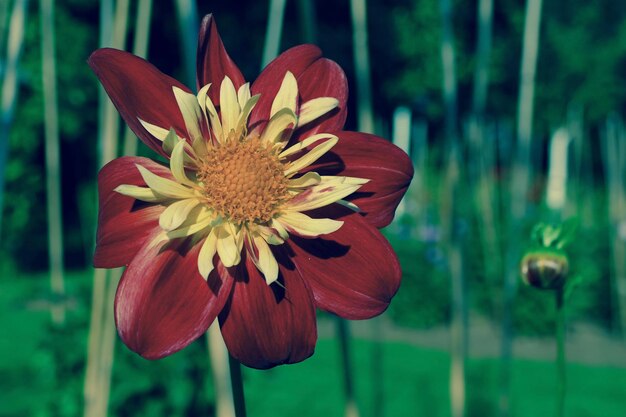 Close-up of red flowers