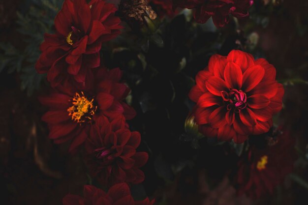 Close-up of red flowers