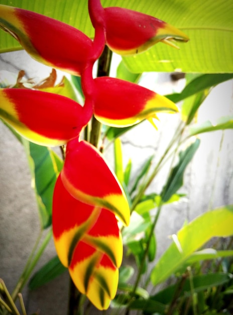 Close-up of red flowers