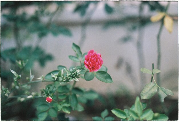 Foto prossimo piano di fiori rossi