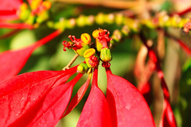 Close-up of red flowers