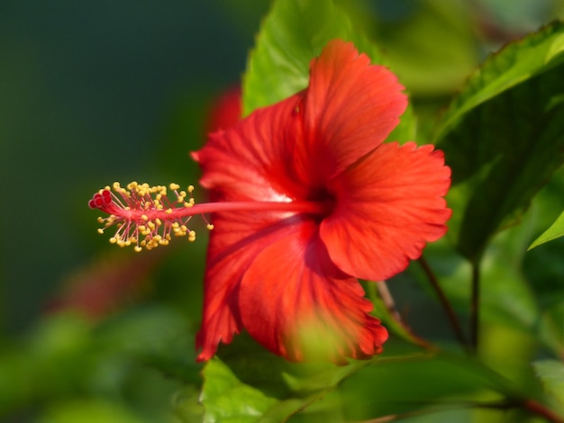 close-up of red flowers