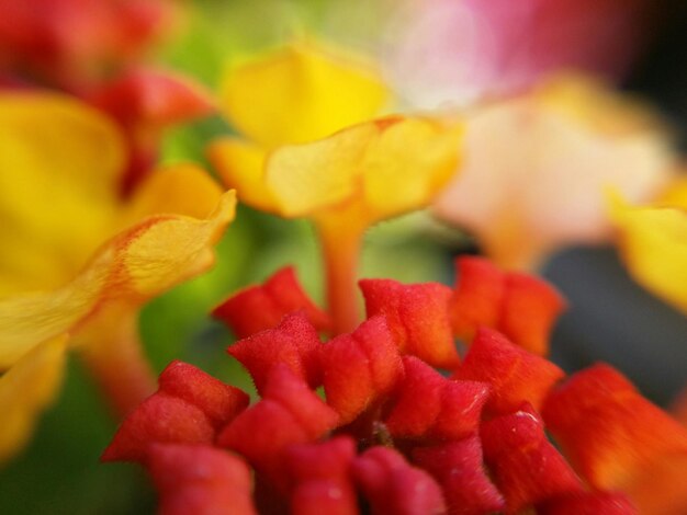 Close-up of red flowers