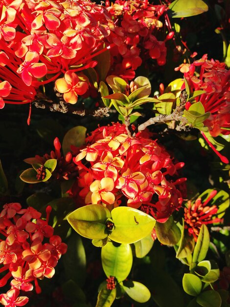 Close-up of red flowers