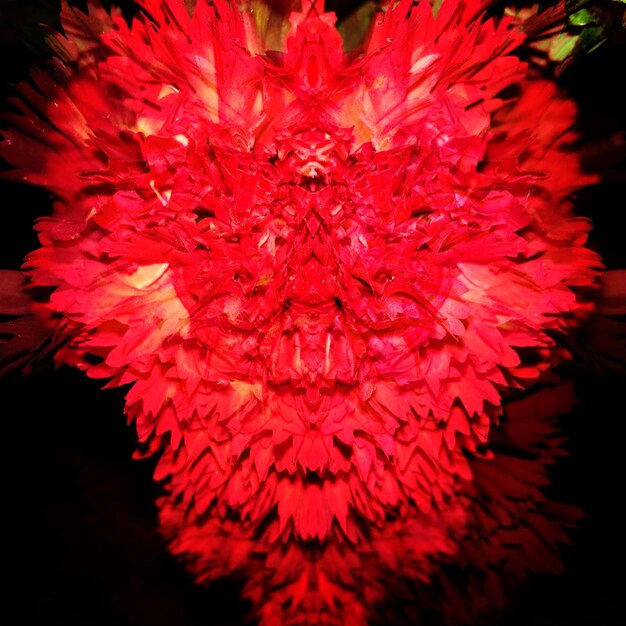 Close-up of red flowers