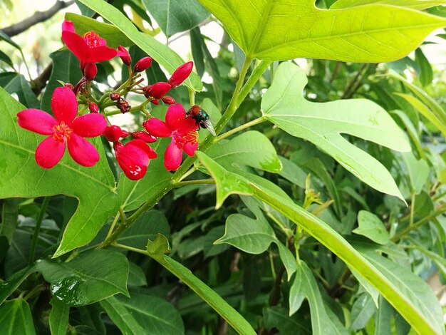 Close-up of red flowers