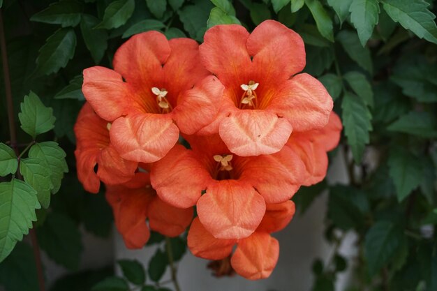 Foto prossimo piano di fiori rossi