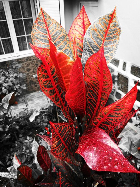 Close-up of red flowers