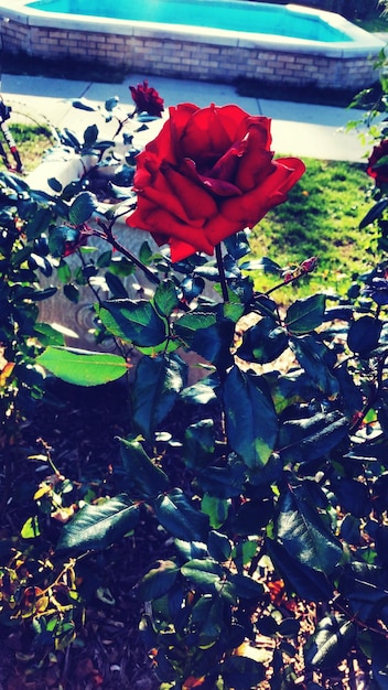 Photo close-up of red flowers