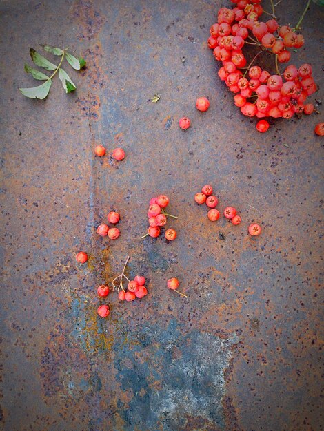 Photo close-up of red flowers