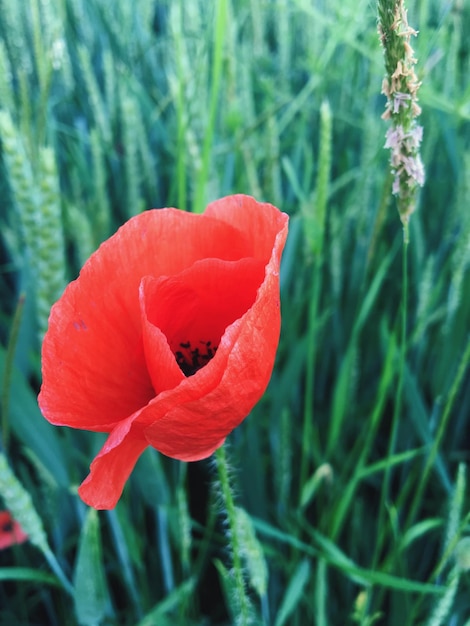 Close-up of red flowers