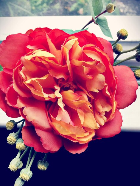 Photo close-up of red flowers