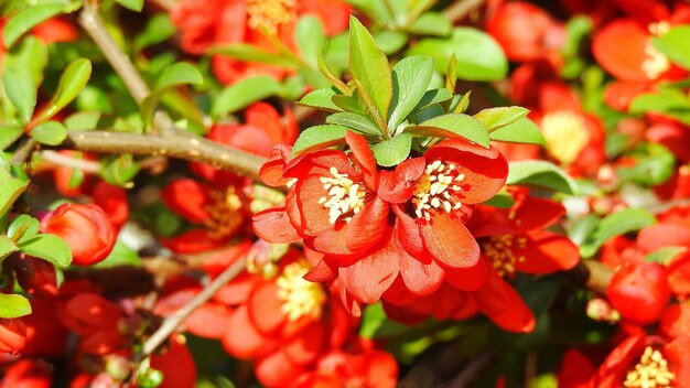 Close-up of red flowers