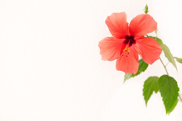 Photo close-up of red flowers