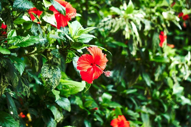 Photo close-up of red flowers