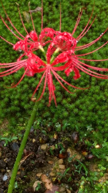 Foto prossimo piano di fiori rossi