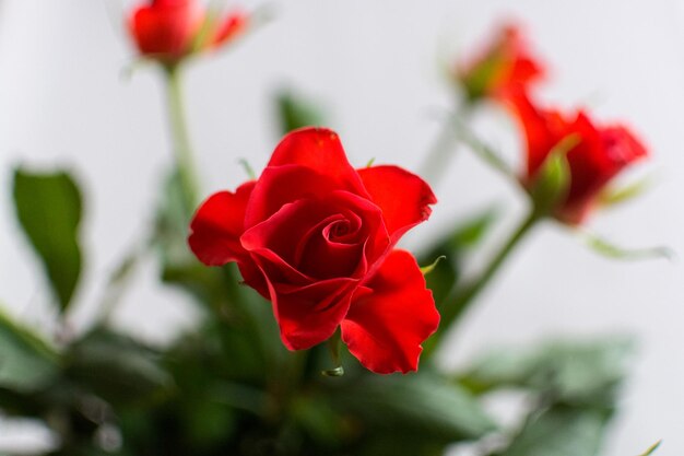 Photo close-up of red flowers