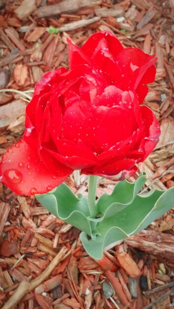 Close-up of red flowers