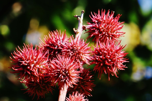 Close-up of red flowers